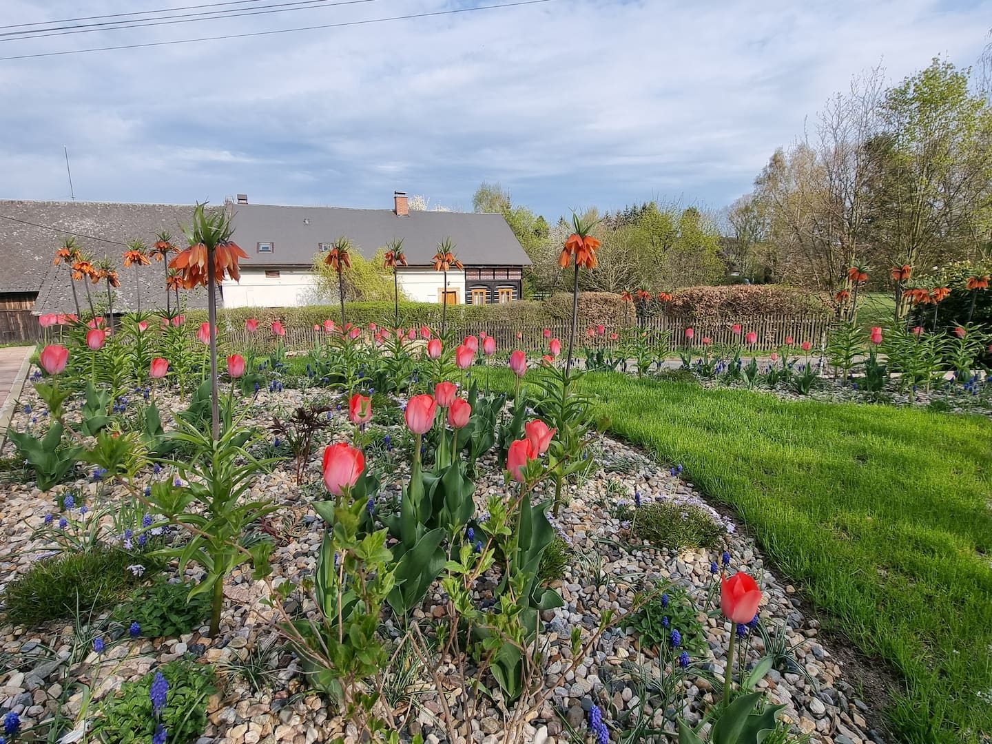 Tulipány na zahradě před apartmánem